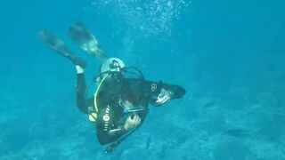 Desroches Island - под водой: кораллы, рыбы и тени хищника