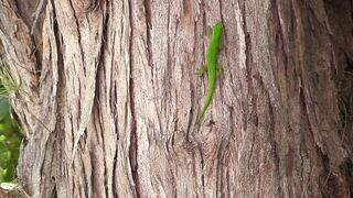 Desroches Island — рай для моряков: есть ли здесь морская рыбалка?