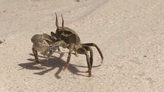 Desroches Island — рай для моряков: есть ли здесь морская рыбалка?