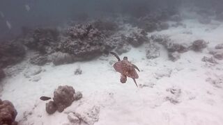 Desroches Island — рай для моряков: есть ли здесь морская рыбалка?