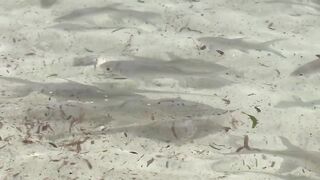 Desroches Island — рай для моряков: есть ли здесь морская рыбалка?