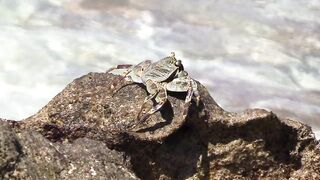 Desroches Island — рай для моряков: есть ли здесь морская рыбалка?