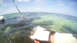 Desroches 2013 - первый permit сезона: морская рыбалка на плоских