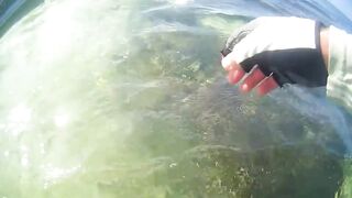 Desroches 2013 - первый permit сезона: морская рыбалка на плоских