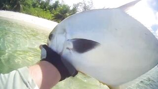 Desroches 2013 - первый permit сезона: морская рыбалка на плоских