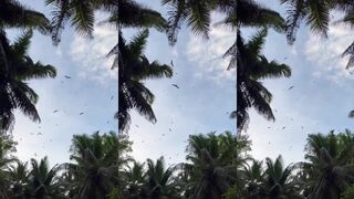 Alphonse/Farquhar — fly fishing на плоских: морская рыбалка в атоллах