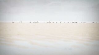 Seven Degrees South - fly-рыбалка на Alphonse: permit, bonefish, GT