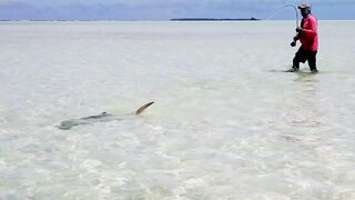 Alphonse Island - виды рыб атолла, кого встретите на плоских