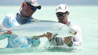 Alphonse Island - виды рыб атолла, кого встретите на плоских