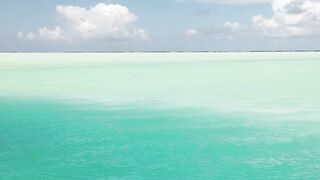 Alphonse Island - виды рыб атолла, кого встретите на плоских