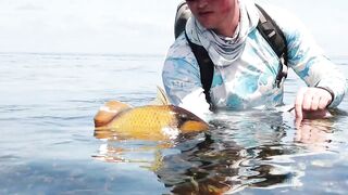 Alphonse Island - виды рыб атолла, кого встретите на плоских