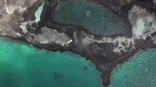 Alphonse Island - виды рыб атолла, кого встретите на плоских