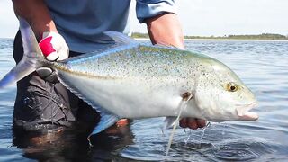 Alphonse Island - виды рыб атолла, кого встретите на плоских