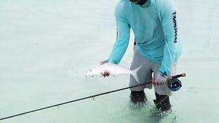 Alphonse Island - виды рыб атолла, кого встретите на плоских