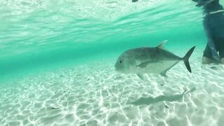 Alphonse Island - виды рыб атолла, кого встретите на плоских