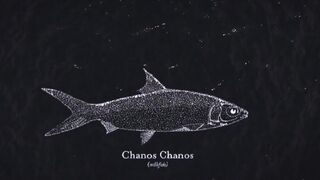 Alphonse Island - мифический milkfish на fly, приливы и плоские