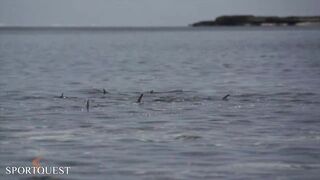 Alphonse Island - мифический milkfish на fly, приливы и плоские