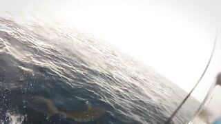 Seven Degrees South - официальный трейлер Alphonse, fly и лодки