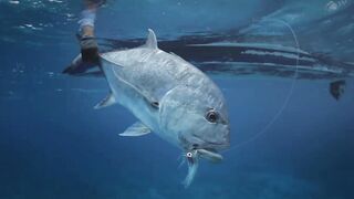 Seven Degrees South - официальный трейлер Alphonse, fly и лодки