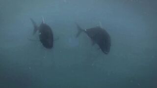 Seven Degrees South - официальный трейлер Alphonse, fly и лодки