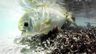 Seven Degrees South - официальный трейлер Alphonse, fly и лодки