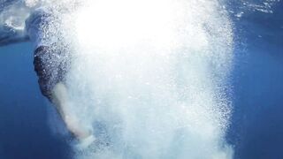 Seven Degrees South - официальный трейлер Alphonse, fly и лодки