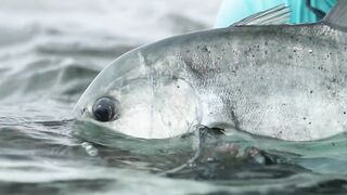 Alphonse Island, Сейшелы - сезон 2020: лодки, приливы и рыбалка у рифа