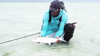 Alphonse Island, Сейшелы - сезон 2020: лодки, приливы и рыбалка у рифа