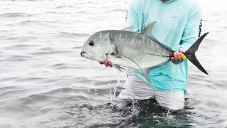 Alphonse Island, Сейшелы - сезон 2020: лодки, приливы и рыбалка у рифа