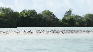 Alphonse Island, Сейшелы - сезон 2020: лодки, приливы и рыбалка у рифа