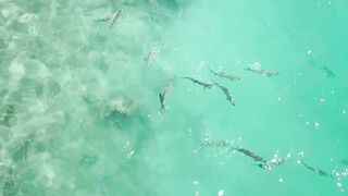 Alphonse Island, Сейшелы - сезон 2020: лодки, приливы и рыбалка у рифа