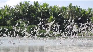 Alphonse Fishing Co. - тизер сезона: лодки, гиды и плоские