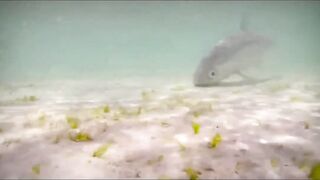 Alphonse Fishing Co. - тизер сезона: лодки, гиды и плоские