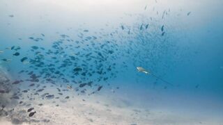 Fregate Island — под водой и над, где искать хищника по приливу