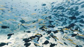 Fregate Island — под водой и над, где искать хищника по приливу