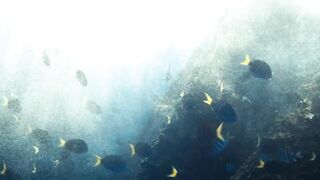 Fregate Island — под водой и над, где искать хищника по приливу