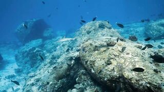 Fregate Island — под водой и над, где искать хищника по приливу