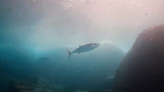 Fregate Island — под водой и над, где искать хищника по приливу