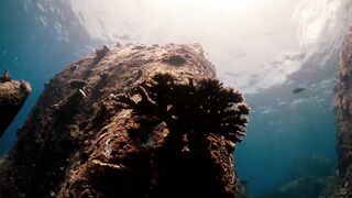 Fregate Island — под водой и над, где искать хищника по приливу