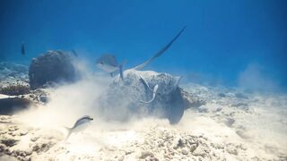 Fregate Island — под водой и над, где искать хищника по приливу