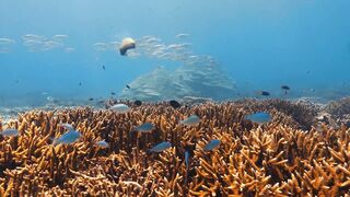 Fregate Island — под водой и над, где искать хищника по приливу