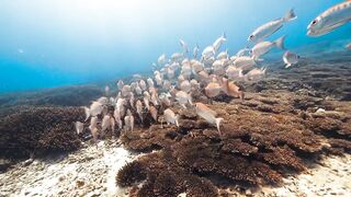 Fregate Island — под водой и над, где искать хищника по приливу