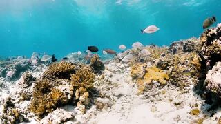 Fregate Island — под водой и над, где искать хищника по приливу