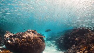 Fregate Island — под водой и над, где искать хищника по приливу