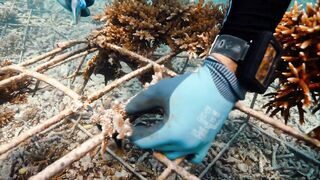 Fregate Island — усынови коралл: где ловить, не вредя рифу?