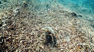 Fregate Island — усынови коралл: где ловить, не вредя рифу?