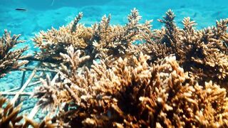 Fregate Island — усынови коралл: где ловить, не вредя рифу?