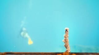 Fregate Island — усынови коралл: где ловить, не вредя рифу?