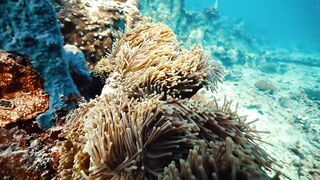 Fregate Island — усынови коралл: где ловить, не вредя рифу?