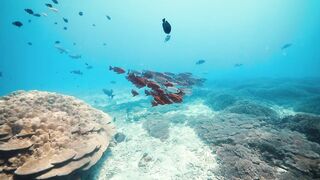 Fregate Island — усынови коралл: где ловить, не вредя рифу?